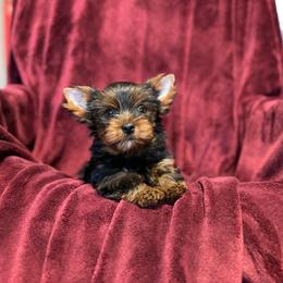 Sophie - Black and gold female Yorkshire Terrier puppy in Daleville, Indiana from Monarch Yorkshire Terriers