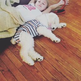 Poodle Puppies from Southern Standards Standard Poodles