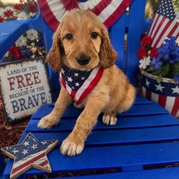 Betty - Red female Irish Doodle puppy in Maryland from Grind Stone Breeding Kennels