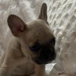 Warren - Blue male French Bulldog puppy in Peru, Indiana from Angie's Little Bostons And Frenchies