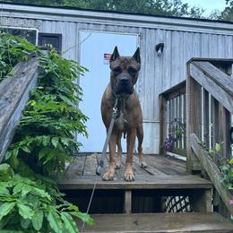 Lucy - Fawn female Cane Corso puppy in Niota, Tennessee from DTM Cane Corso