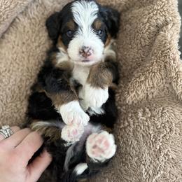 Tiger. (red) - Tri-color male Bernedoodle puppy in Midland, Texas from Southern Oak Breeders LLC