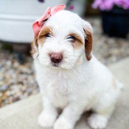 Jewel - White female Sheepadoodle puppy in Marion, Ohio from Doodles & Doxies