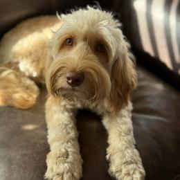 Purple collar star - Caramel cream female Australian Labradoodle puppy in Fontana, California from Grammy's Puppy Love doodles and poodles