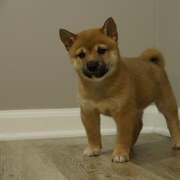 Shiba Inu Puppies from Veronika's Shiba Inus