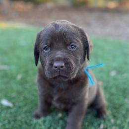 Teal - Chocolate female Labrador Retriever puppy in Paulden, Arizona from Carefree Samoyeds & Deserthills Labradors