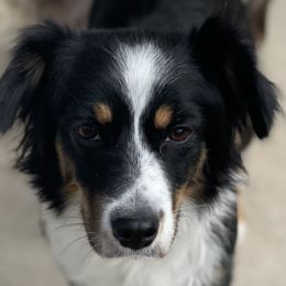 Daisy - Miniature Australian Shepherd