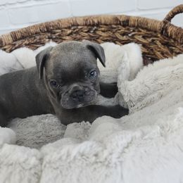 French Bulldog Puppies from Edna's Homegrown Frenchies