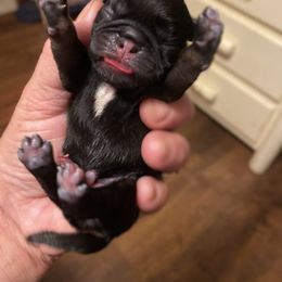 Black and tan girl - Black female Pug puppy in Ridgefield, Washington from Cupid’s Pugs