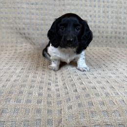 Cooper - Piebald male Dachshund puppy in Aurora, Missouri from Baker Farms