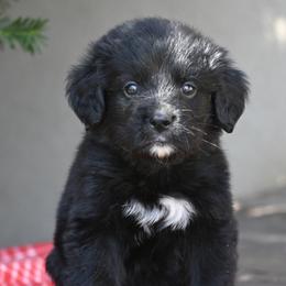 Boy 2 - male Golden Mountain Dog puppy in Loveland, Colorado from Grateful Bernese & Gage's Goldens