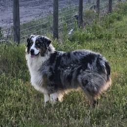Stubby - Australian Shepherd
