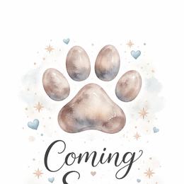 Aurora - Silver and white female Pomsky puppy in Coos Bay, Oregon from Ocean View Pomskies