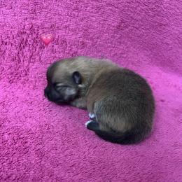 Twixy - Wolf sable female Pomeranian puppy in Edinburg, Texas from Divine Valley Poms