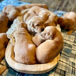 Girl 6 - Golden female Golden Retriever puppy in Buffalo, Missouri from Thrasher Family Puppies