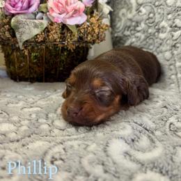 Phillip - Chocolate and tan male Dachshund puppy in Aiken, South Carolina from State Eight Dachshunds