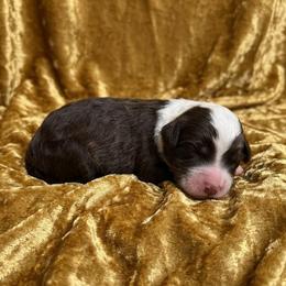 Badger - Tri-color male Bernedoodle puppy in Milton, Florida from Sutton Place Doodles