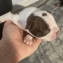 Girl 1 - Boston Terrier puppy in Newport, Oregon from Blue Coast Bulldogs