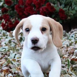 Beagles from Agent Beagles
