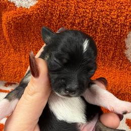 Salem - Black and tan male Chihuahua puppy in Seneca, Missouri from Stephanie’s Puppy Colony