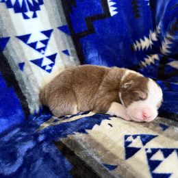 LA - Black tri-color male Australian Shepherd puppy in Pendleton, Oregon from High West Aussies