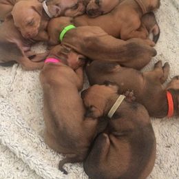 Rhodesian Ridgebacks from Graceridge