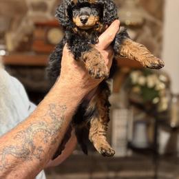 Duke - Phantom male Poodle puppy in Milton, Florida from Sutton Place Doodles