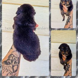 Goblin - Black tri male Miniature American Shepherd puppy in Lubbock, Texas from Texas Bluebonnet Herders