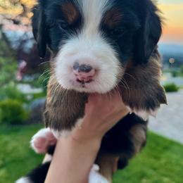 Bernese Mountain Dog Puppies from Cocos Puppy Tales