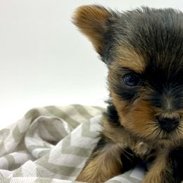 Yorkshire Terriers from Sunny Sky Yorkies