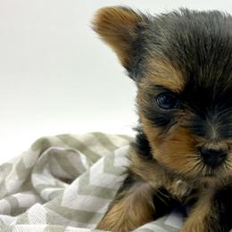Yorkshire Terriers from Sunny Sky Yorkies