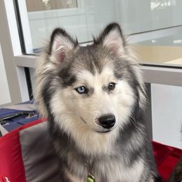 Tucker - Pomsky
