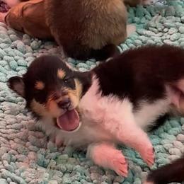Boy 6 - Black white and tan male Collie puppy in Mount Orab, Ohio from Plum Creek Collies