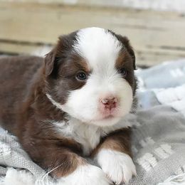 French Bulldog, Miniature Australian Shepherd, and Toy Australian Shepherd Puppies from Magnolia Hills Farm
