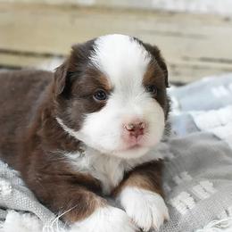 French Bulldog, Miniature Australian Shepherd, and Toy Australian Shepherd Puppies from Magnolia Hills Farm
