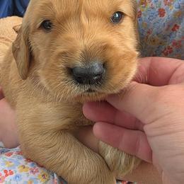 Blaze - Golden male Golden Retriever puppy in Lebanon, Oregon from SnowPeakPaws