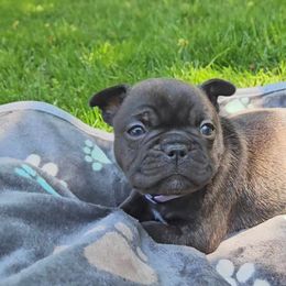 French Bulldog Puppies from A&D Frenchies