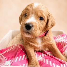 Cindy Bear - Apricot female Goldendoodle puppy in Rocky Point, North Carolina from CelticDoods
