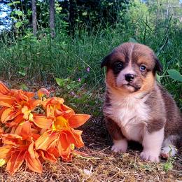 Sybil Ludington - Sable female American Corgi puppy in Gouverneur, New York from St. Lawrence Corgis
