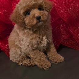 Santa - Apricot male Maltipoo puppy in San Diego, California from Maltipoos SD