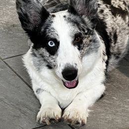 Cardigan Welsh Corgi and Pembroke Welsh Corgi All Grown Up from Rockin’ DA Corgis & Critter Transport LLC