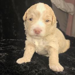 Goldendoodle Puppies from Snug-a-Doodles