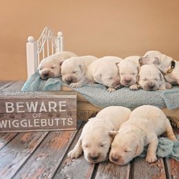 Golden Retriever Puppies from Lovasi Goldens