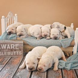 Golden Retriever Puppies from Lovasi Goldens