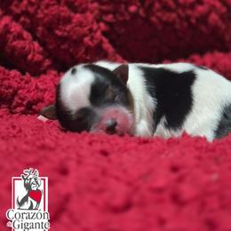 Mr. Grinch - Black tan and white male Biewer Terrier puppy in California from Corazon de gigante