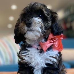 Goldendoodle Puppies from Lady Paws Puppies