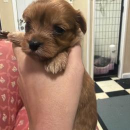 Gable - Chocolate female Morkie puppy in Winston Salem, North Carolina from Patty’s Paws