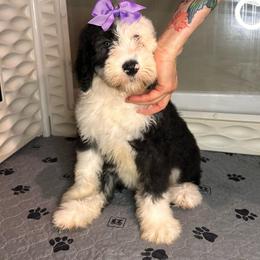 CHEESECAKE - Black and white female Sheepadoodle puppy in Riverside, California from Downtown Doodles & Frenchies