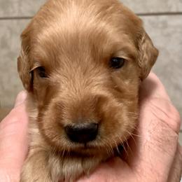 Magenta Girl - Golden female Golden Retriever puppy in Bessemer City, North Carolina from Weaver Dairy Goldens