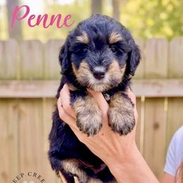 Penne - Tri-color female Bernedoodle puppy in Sugar Hill, Georgia from Deep Creek Doodles